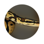 python lyon