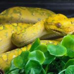 MORELIA AZUREA AZUREA BIAK MALE VENDU