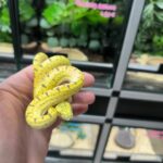 Morelia viridis Aru X Morelia viridis Wamena Femelle VENDU