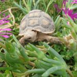 Centrochelys sulcata 200.00 €