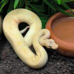 Python regius enchi pastel  champagne poss sugar mâle  395.00 €