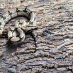 BOA CONSTRICTOR LONGICAUDA FEMELLE N1/350.00 €