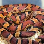 pantherophis guttatus okeetee abbot's  male/ femelle 80.00 €