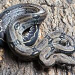 BOA CONSTRICTOR  CA ANERY MALE 150.00 €