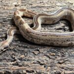 BOA CONSTRICTOR CA STRIPE HYPO HET LEOPARD MALE 250.00 €