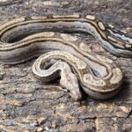 BOA CONSTRICTOR CA MOTLEY HYPO 66 % POSS HET LEOPARD MALE 150.00 €