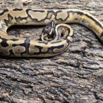 PYTHON REGIUS PIEBALD LOW WHITE FEMELLE VENDU