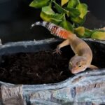 EUBLEPHARIS MACULARIUS HYPO TANGERINE CAROT TAIL FEMELLE VENDU