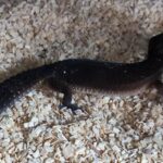 EUBLEPHARIS MACULARIUS BLACK NIGHT(FULL BLACK ) FEMELLE REPRODUCTRICE VENDU
