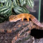 EUBLEPHARIS MACULARIUS JUNGLE DESIGNER MALE REPRODUCTEUR VENDU