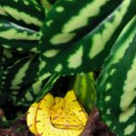 MORELIA A. UTARAENSIS ( JAYAPURA ) VENDU