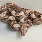 Boa imperator VPI PINK PANTHER FEMELLE N1/VENDU