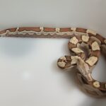 Boa imperator Motley VPI Mâle N2/VENDU