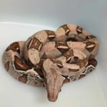 BOA IMPERATOR VPI PINK PANTHER MALE N5/VENDU
