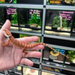 POGONA VITTICEPS EXTREME CAWLEY RED HET HYPO TIGER MALE VENDU