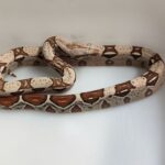 BOA IMPERATOR VPI PINK PANTHER FEMELLE N13/ VENDU