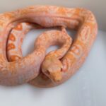 BOA CONSTRICTOR CA LEOPARD SUNGLOW MALE N23/480.00 €