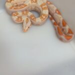 BOA CONSTRICTOR CA JUNGLE ALBINOS HET LEOPARD FEMELLE N21/300.00 €