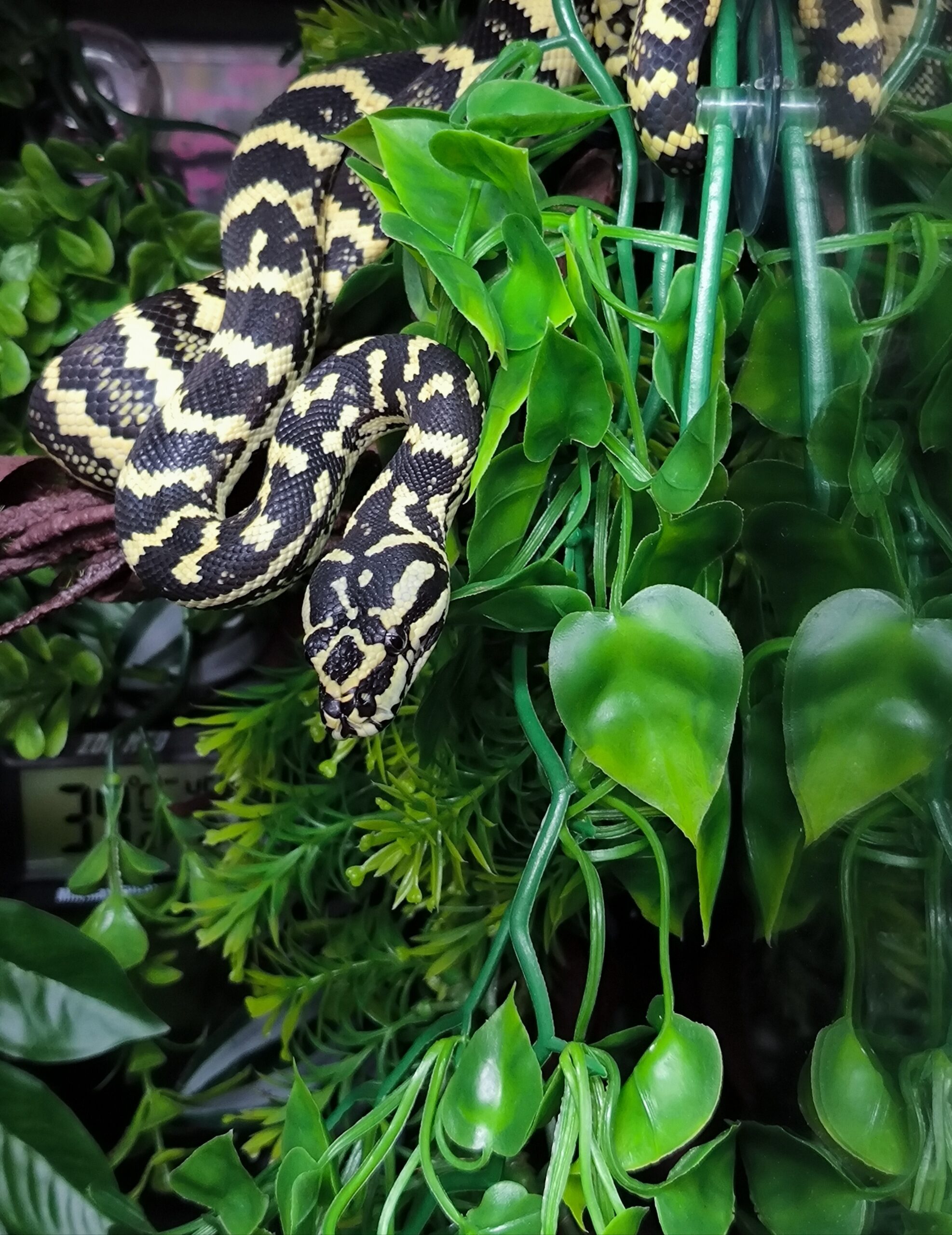 MORELIA SPILOTA CHEYNEI GERMAN BLOODLINE FEMELLE 1200.00 € Reptile