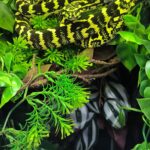 MORELIA SPILOTA CHEYNEI GERMAN BLOODLINE FEMELLE VENDU