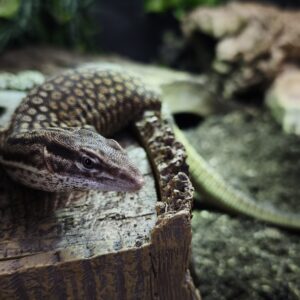VARANUS ACANTHURUS FEMELLE 2ANS1/2 / 350.00 €