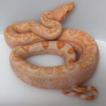 BOA CONSTRICTOR CA LEOPARD SUNGLOW FEMELLE N18/350.00 €