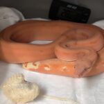 BOA IMPERATOR SCORIA HYPO SUB ADULTE FEMELLE 3000.00 €