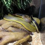 ELAPHE TAENIURA GRABOWSKYI MALE VENDU