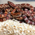 Pantherophis guttatus Het Palmetto Mâle / femelle 100.00 €