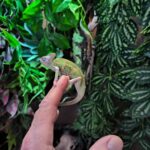 Chamaeleo calyptratus PIEBALD mâle VENDU