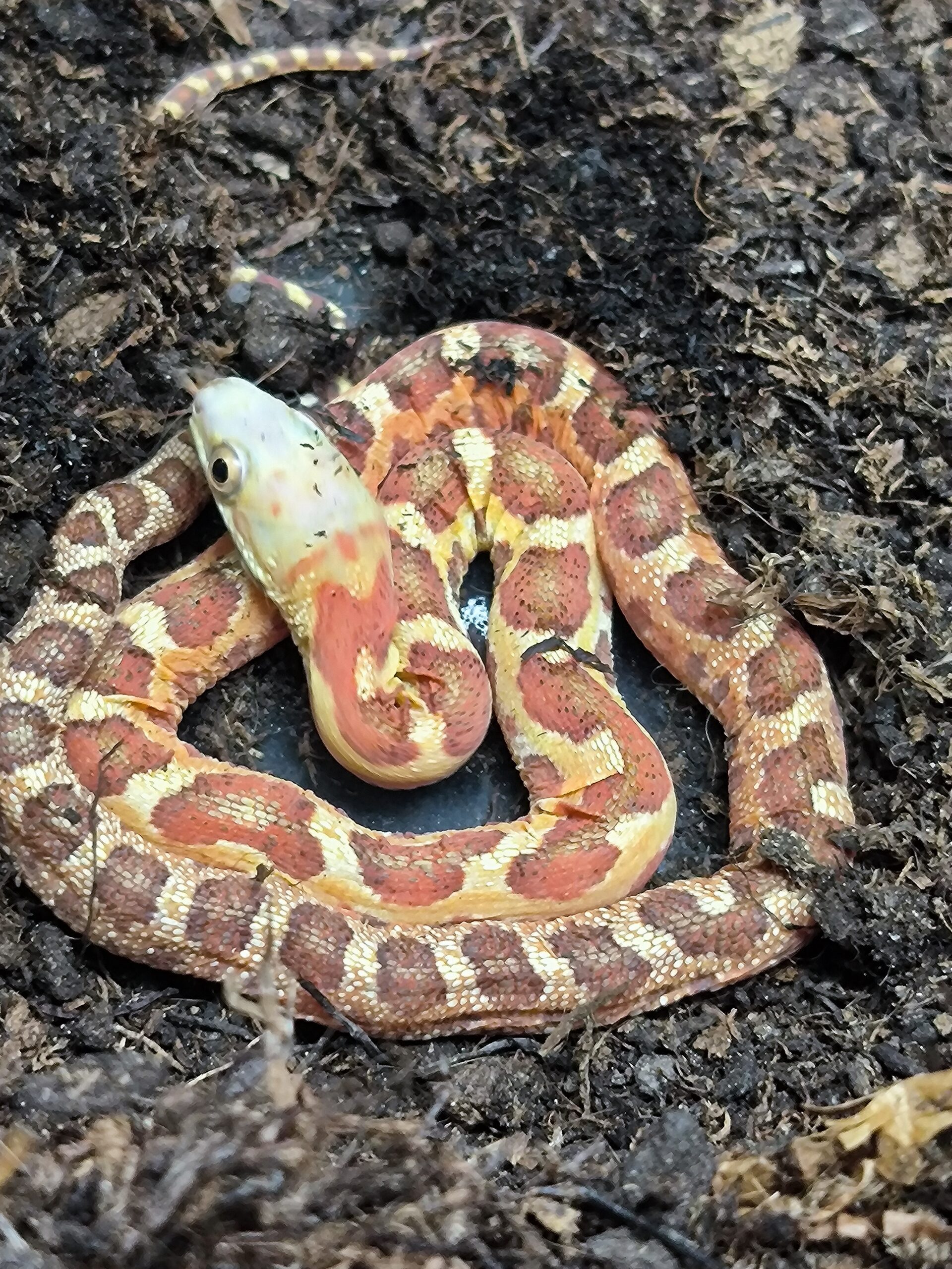 PANTHEROPHIS OBSOLETUS SCALELESS 180.00 € Reptile Passion