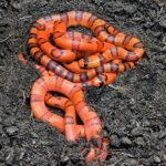 LAMPROPELTIS ABNORMA X THAYERI  FEMELLE 200.00 €