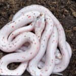 PANTHEROPHIS GUTTATUS PALMETTO MALE/ FEMELLE / 210.00 €