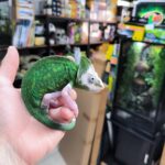 Chamaeleo calyptratus PIEBALD FEMELLE VENDU