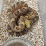 PANTHEROPHIS OBSOLETUS SCALELESS MALE 200.00 €