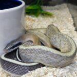 ELAPHE (  Orthriophis ) TAENIURA RIDLEYI  FEMELLE 200.00 €