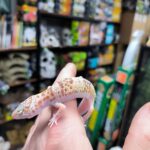 EUBLEPHARIS MACK SNOW RAPTOR VENDU