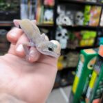 EUBLEPHARIS BLIZZARD VENDU