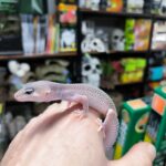 EUBLEPHARIS MACK SNOW MURPHY VENDU