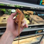 POGONA VITTICEPS EXTREM RED VENDU