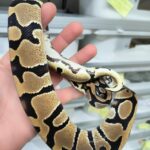 PYTHON REGIUS FIRE HET PIEBALD MALE VENDU