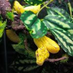 MORELIA AZUREA UTARAENSIS ( JAYAPURA ) N1/ VENDU