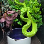 MORELIA VIRIDIS ARU HIGH WHITE MALE VENDU
