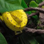 MORELIA VIRIDIS ARU N13/ VENDU