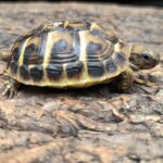 TESTUDO HERMANNI HERMANNI "SOUCHE SICILE " 250.00 €