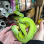 MORELIA AZUREA PULCHER ( SORONG ) MALE VENDU