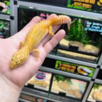 EUBLEPHARIS MACULARIUS STRIPE TREMPER FEMELLE ADULTE VENDU