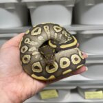 PYTHON REGIUS MOJAVE  HYPO FEMELLE VENDU