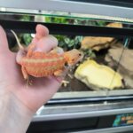 POGONA VITTICEPS HYPO RED TRANS BLUE BAR MALE 200.00 €