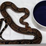 BOA CONSTRICTOR CA DH LEOPARD T+ MALE ADULTE REPRODUCTEUR ( SONORA/NICARAGUA ) 250.00 €